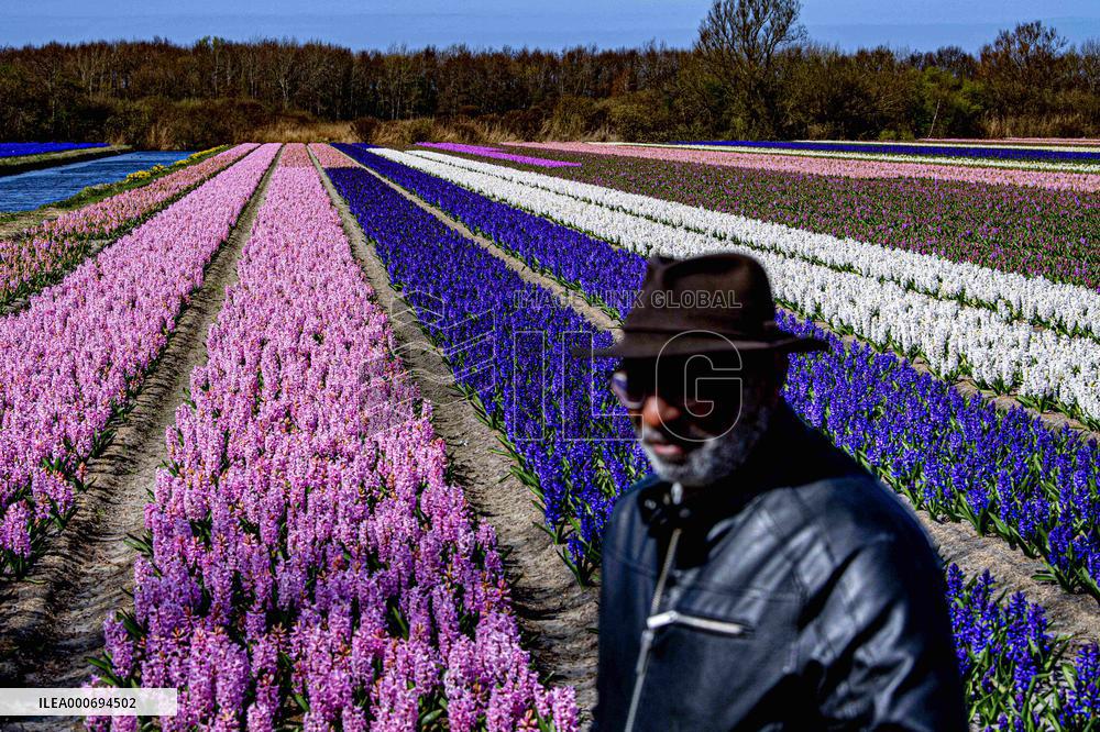 Tulip fields in Lisse - Netherlands