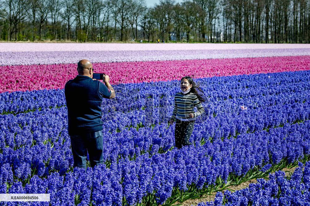 Tulip fields in Lisse - Netherlands