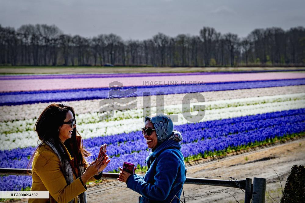 Tulip fields in Lisse - Netherlands