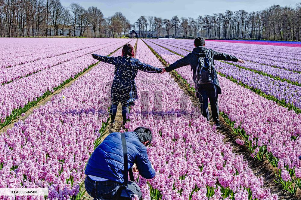 Tulip fields in Lisse - Netherlands