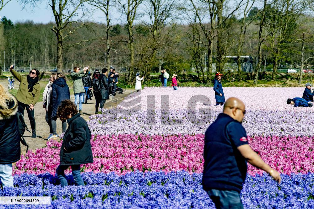 Tulip fields in Lisse - Netherlands
