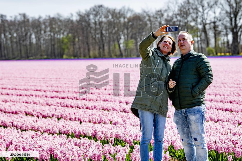 Tulip fields in Lisse - Netherlands