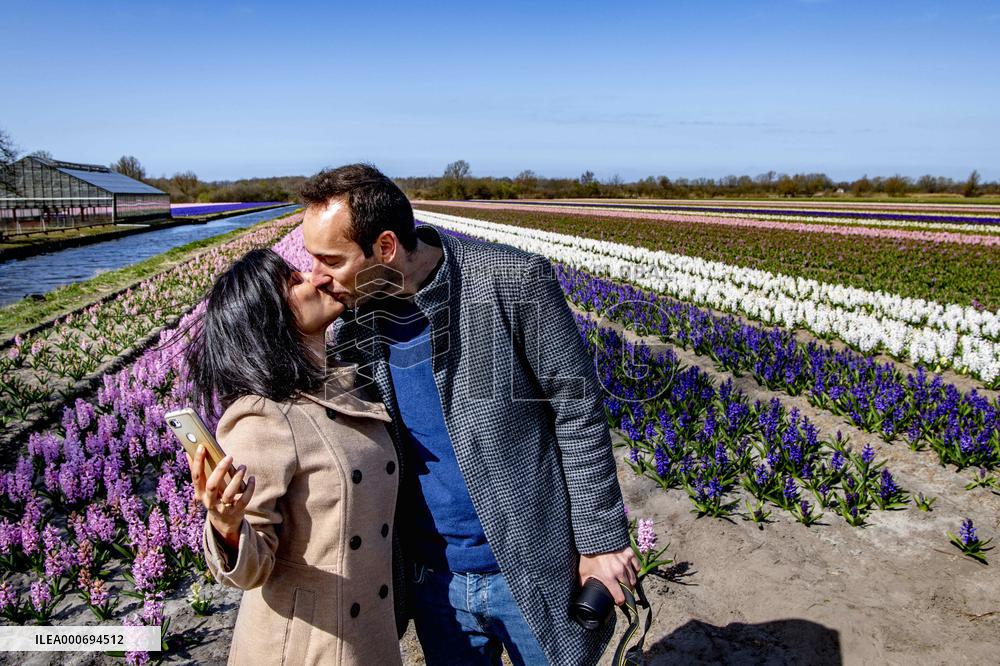 Tulip fields in Lisse - Netherlands