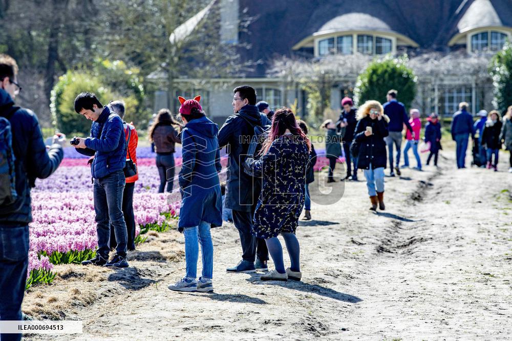 Tulip fields in Lisse - Netherlands