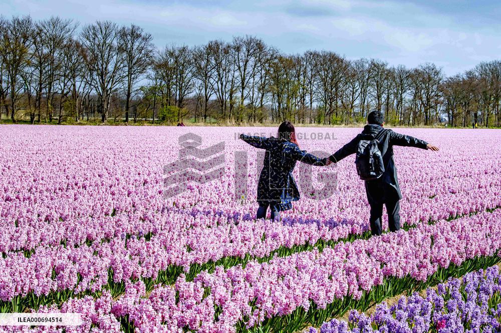 Tulip fields in Lisse - Netherlands