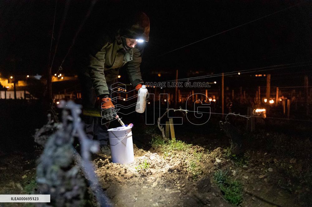 Candles In The Côte D'or Vineyards To Combat Frost