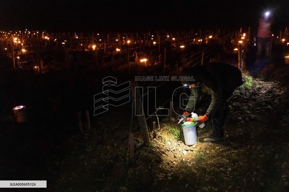 Candles In The Côte D'or Vineyards To Combat Frost