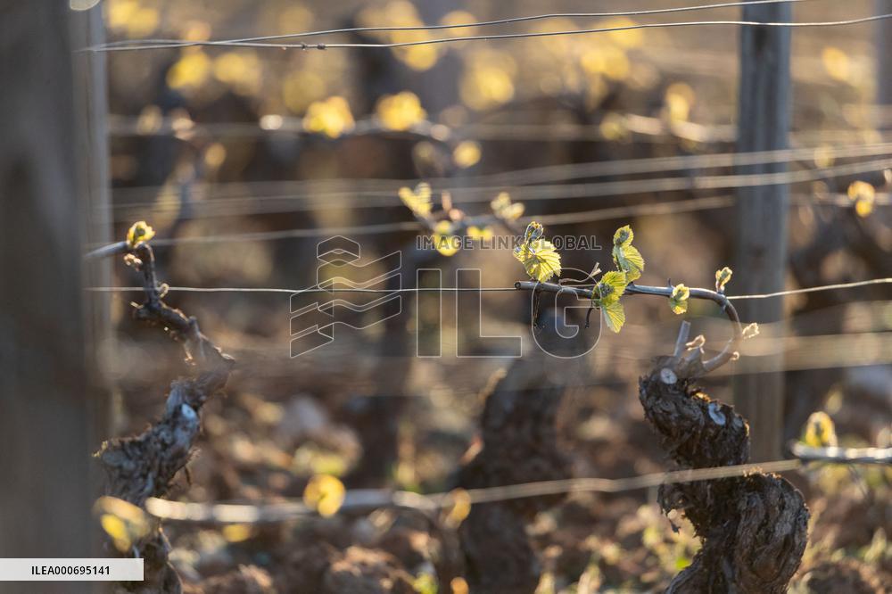 Candles In The Côte D'or Vineyards To Combat Frost