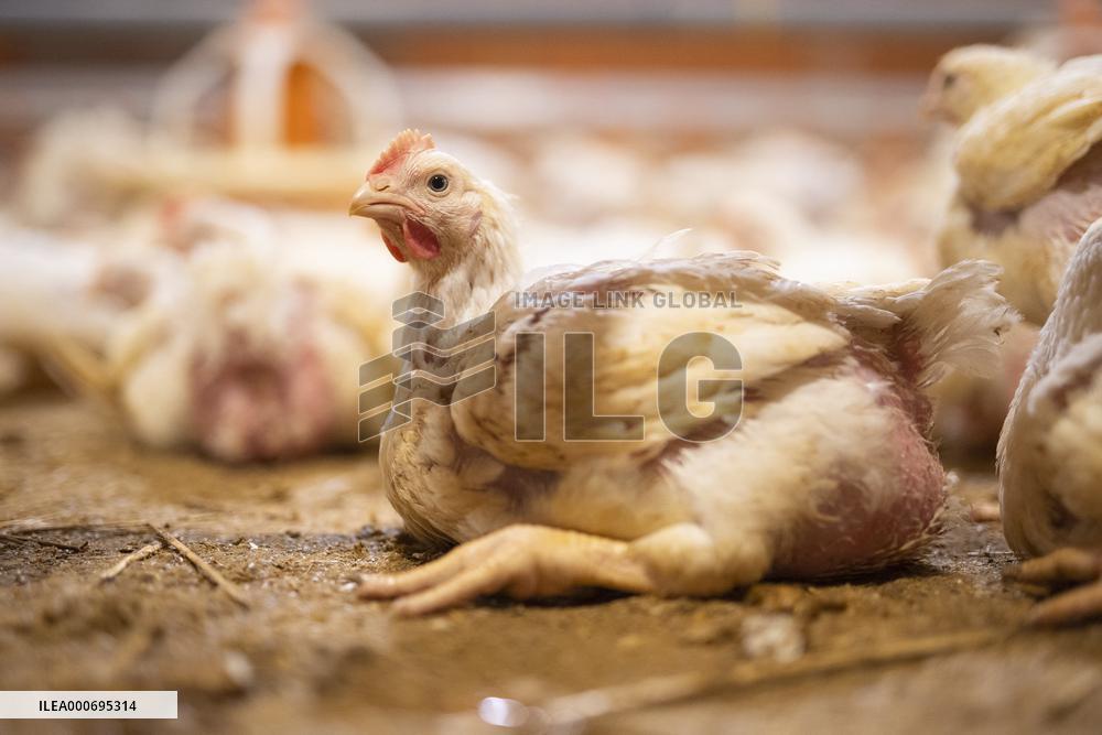 L214 Reveals Images Of A Chicken Farm Wants To Expand - Pas-De-Calais