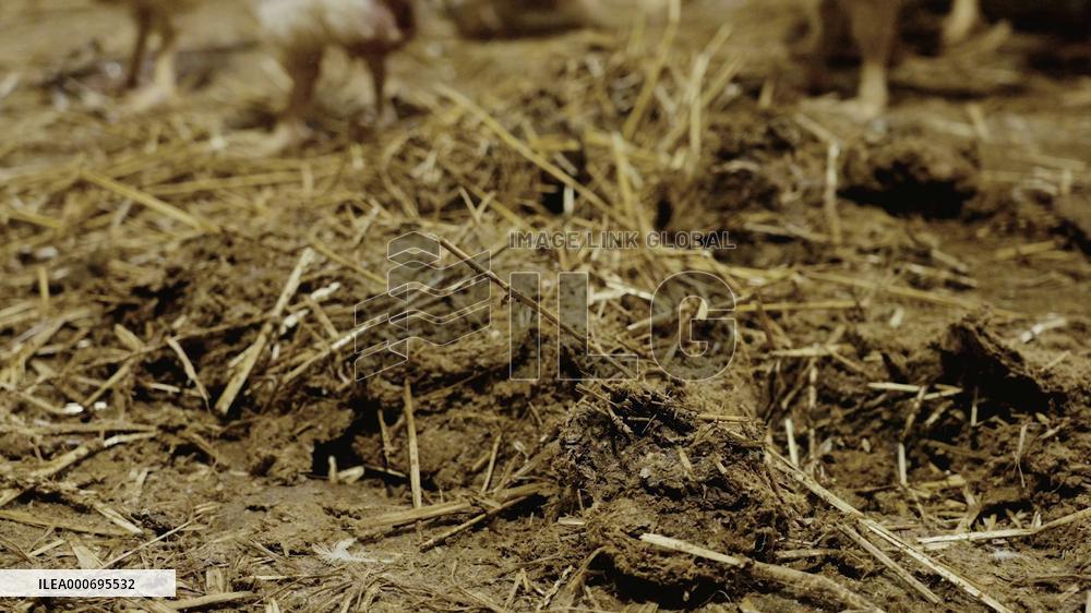 L214 Reveals Images Of A Chicken Farm Wants To Expand - Pas-De-Calais