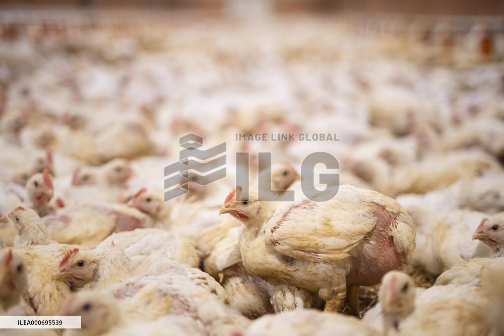 L214 Reveals Images Of A Chicken Farm Wants To Expand - Pas-De-Calais