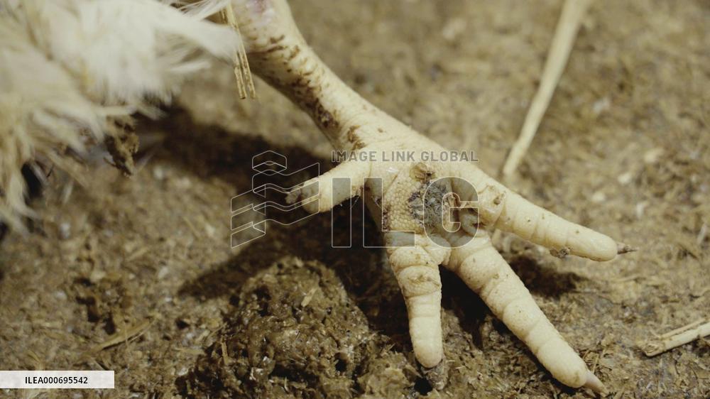 L214 Reveals Images Of A Chicken Farm Wants To Expand - Pas-De-Calais