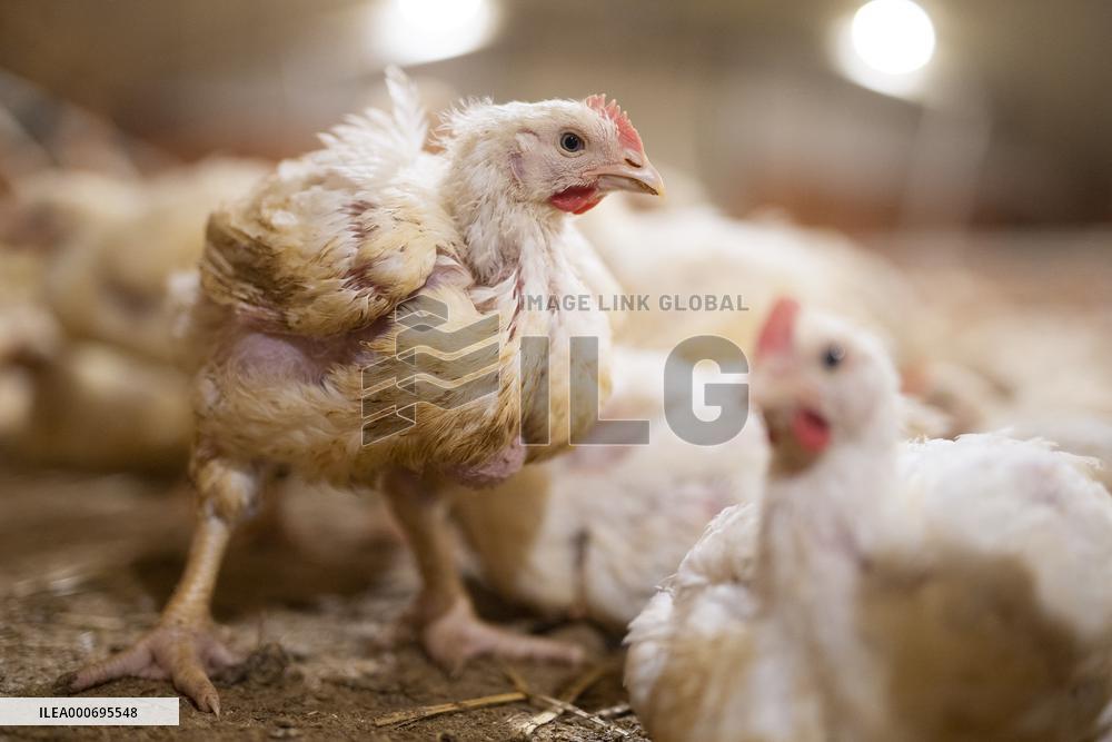 L214 Reveals Images Of A Chicken Farm Wants To Expand - Pas-De-Calais