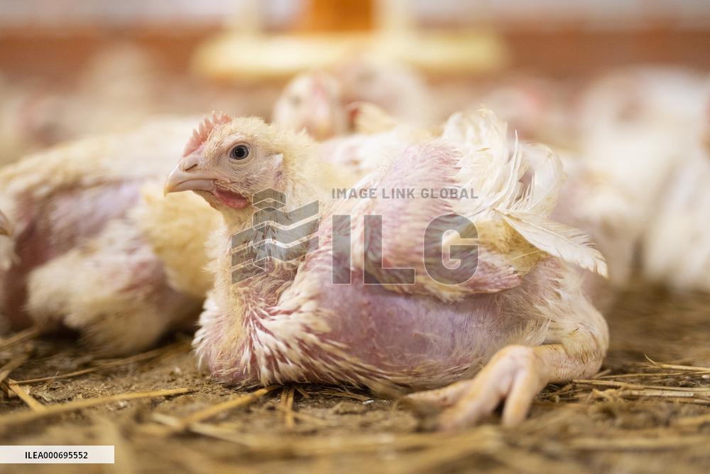 L214 Reveals Images Of A Chicken Farm Wants To Expand - Pas-De-Calais