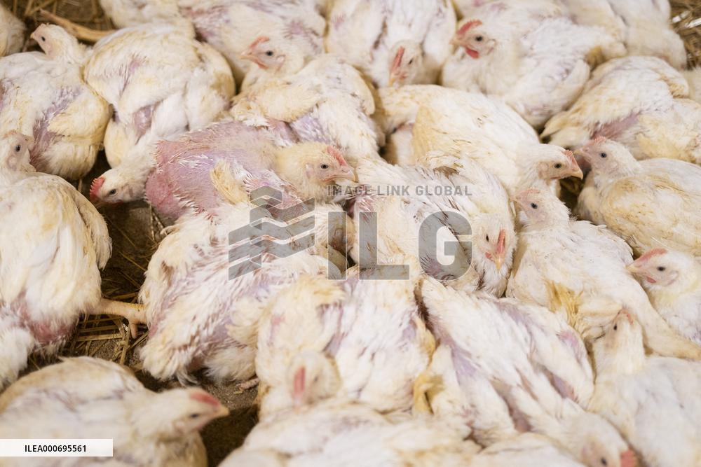 L214 Reveals Images Of A Chicken Farm Wants To Expand - Pas-De-Calais