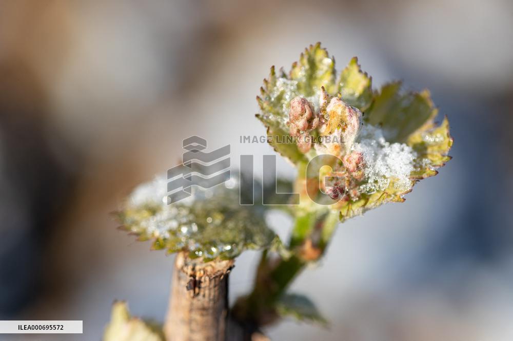 Candles In The Côte D'or Vineyards To Combat Frost