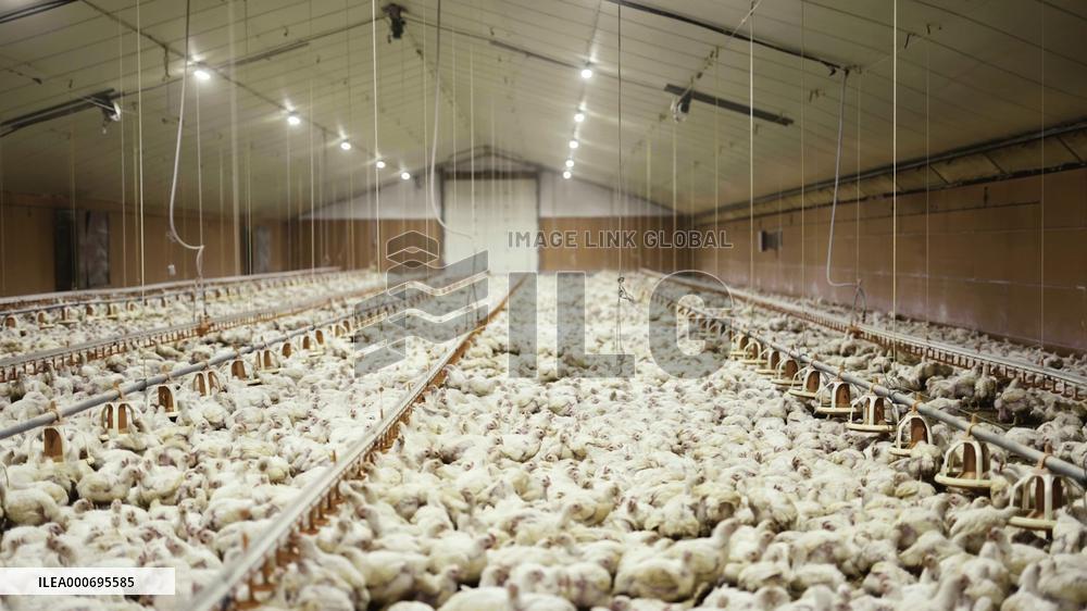 L214 Reveals Images Of A Chicken Farm Wants To Expand - Pas-De-Calais