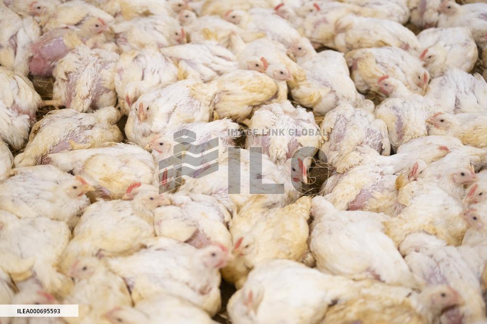 L214 Reveals Images Of A Chicken Farm Wants To Expand - Pas-De-Calais