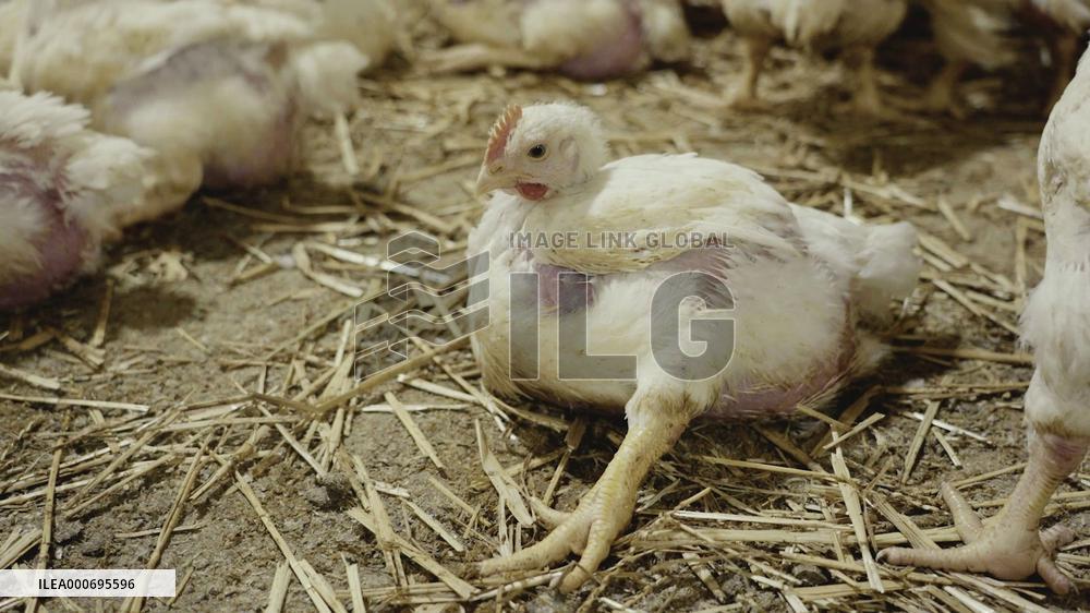 L214 Reveals Images Of A Chicken Farm Wants To Expand - Pas-De-Calais