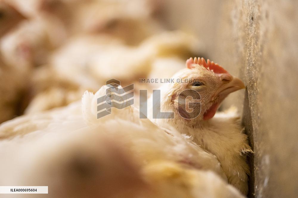L214 Reveals Images Of A Chicken Farm Wants To Expand - Pas-De-Calais