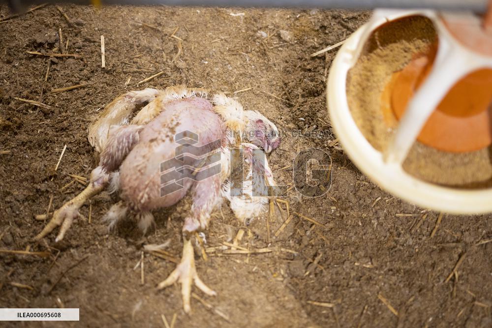 L214 Reveals Images Of A Chicken Farm Wants To Expand - Pas-De-Calais
