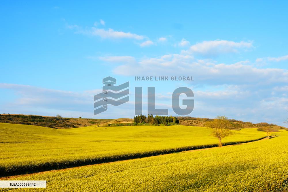 Yellow Blooming Colza - Aude