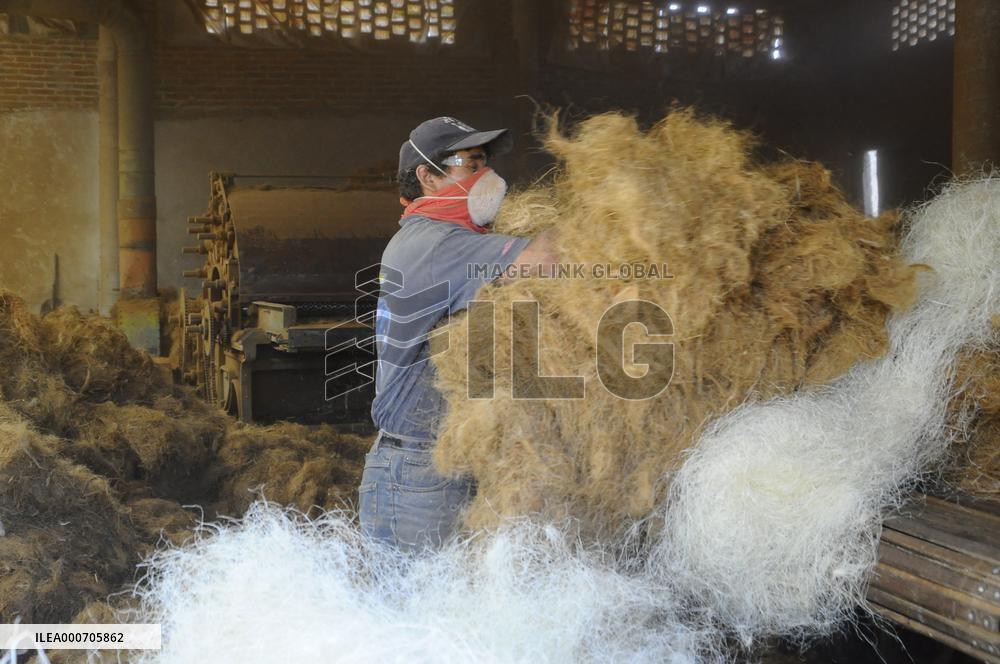 Production Of Matress With Coconut Fiber - Mexico