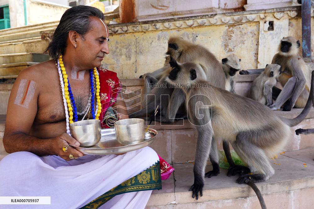 A Hindu Priest Playing With Langur Monkey - India