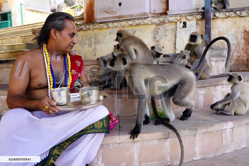 A Hindu Priest Playing With Langur Monkey - India