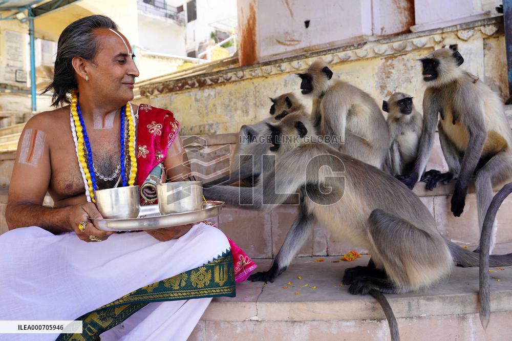 A Hindu Priest Playing With Langur Monkey - India