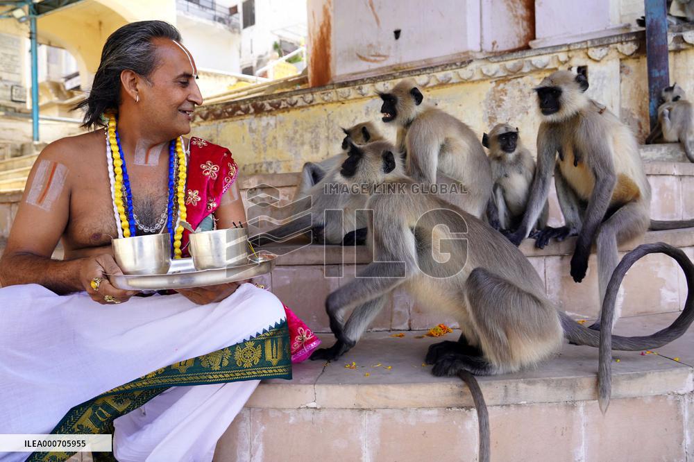 A Hindu Priest Playing With Langur Monkey - India