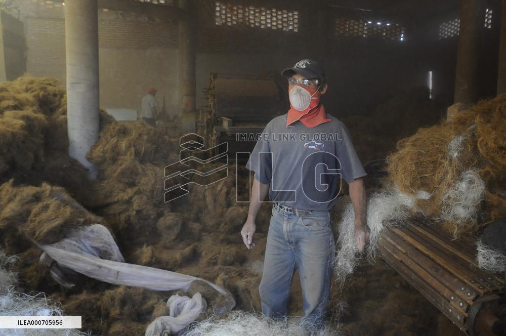 Production Of Matress With Coconut Fiber - Mexico