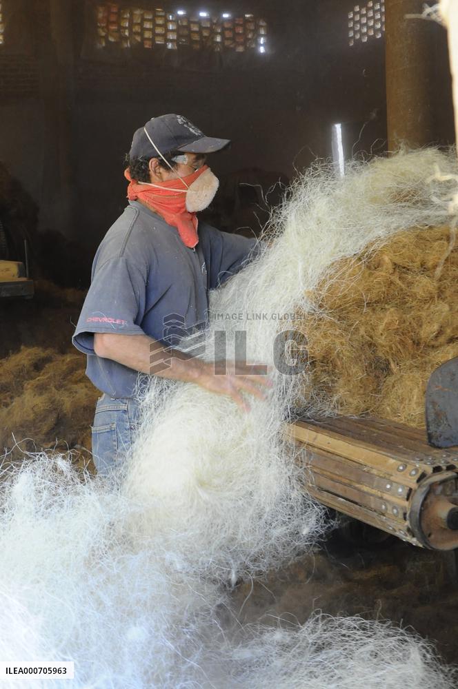 Production Of Matress With Coconut Fiber - Mexico