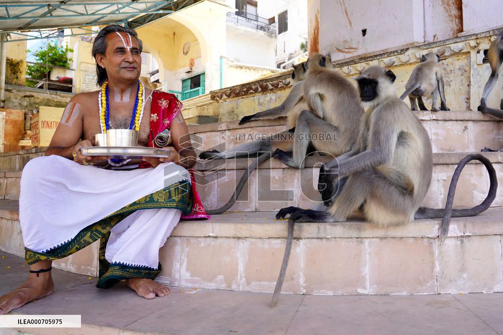 A Hindu Priest Playing With Langur Monkey - India