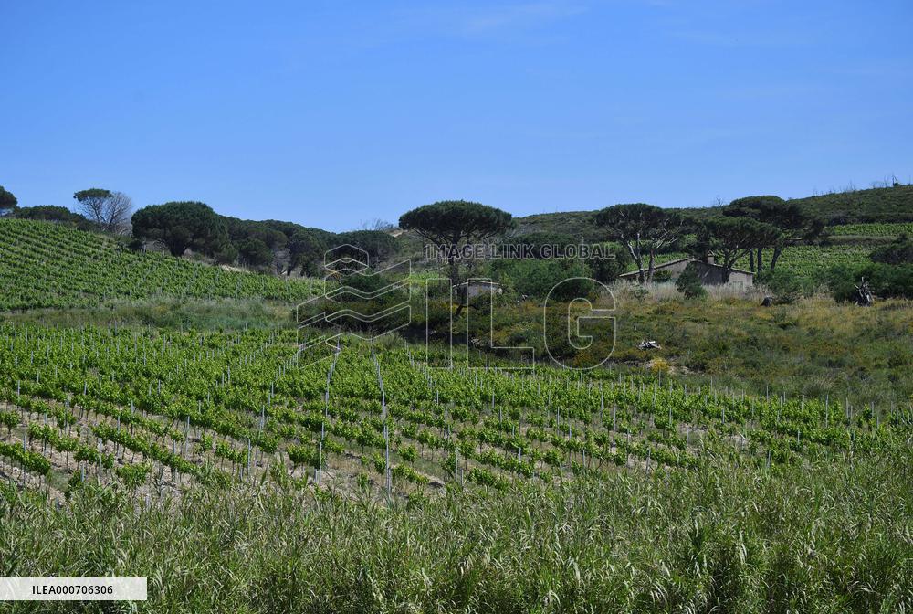 Illustrations - Saint Tropez
