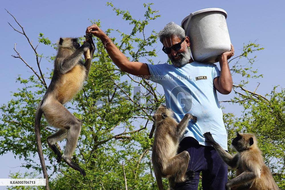 A Hindu Priest Feeds Langur Monkeys During Lockdown - India