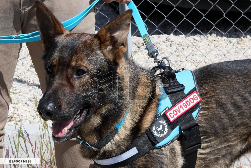 Covid 19 revelation project thanks to trained dogs - Rome