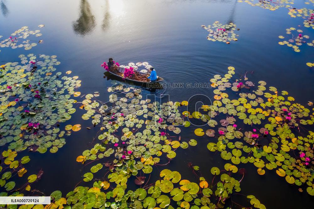 Harvesting Waterlilies - Quang Ngai