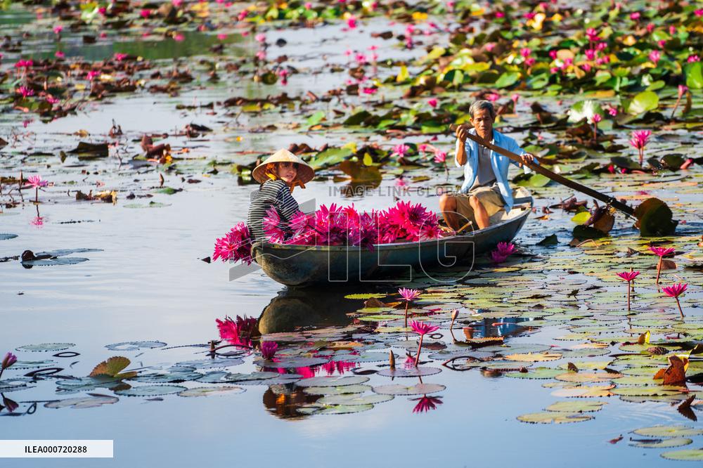 Harvesting Waterlilies - Quang Ngai