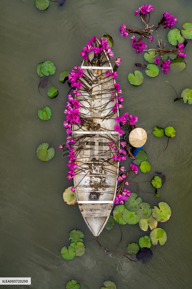 Harvesting Waterlilies - Quang Ngai