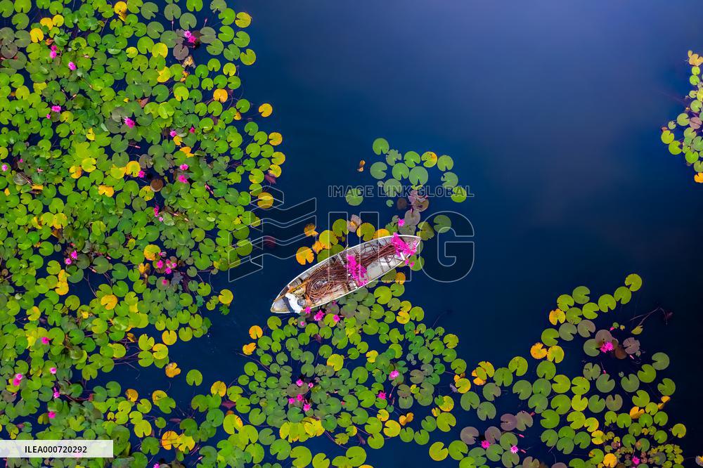 Harvesting Waterlilies - Quang Ngai