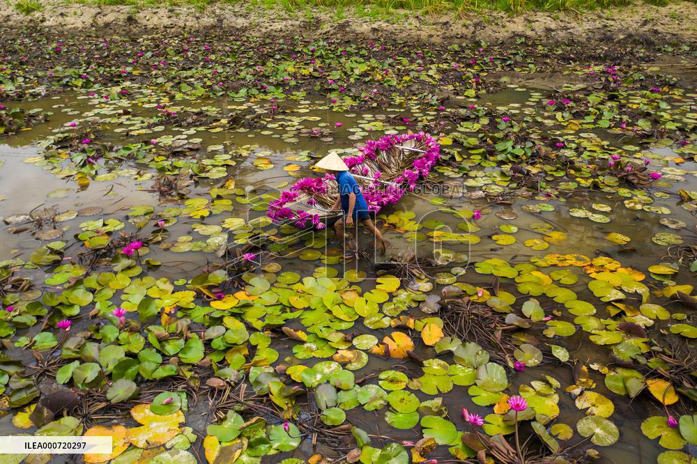 Harvesting Waterlilies - Quang Ngai