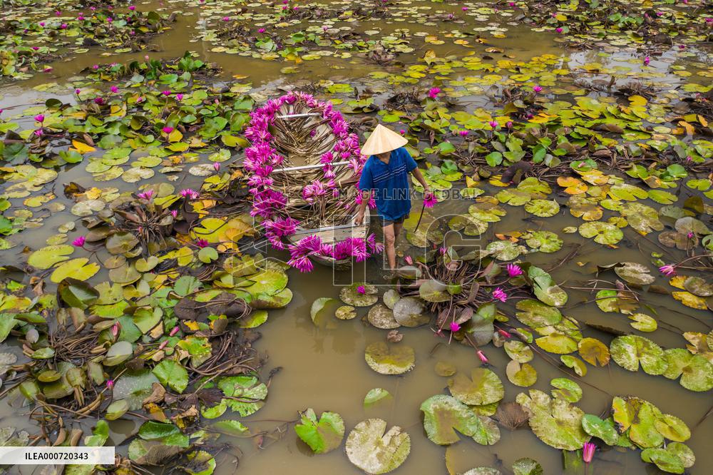 Harvesting Waterlilies - Quang Ngai