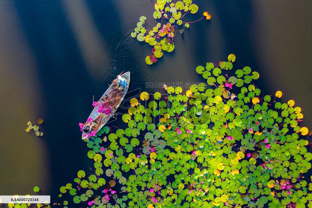 Harvesting Waterlilies - Quang Ngai