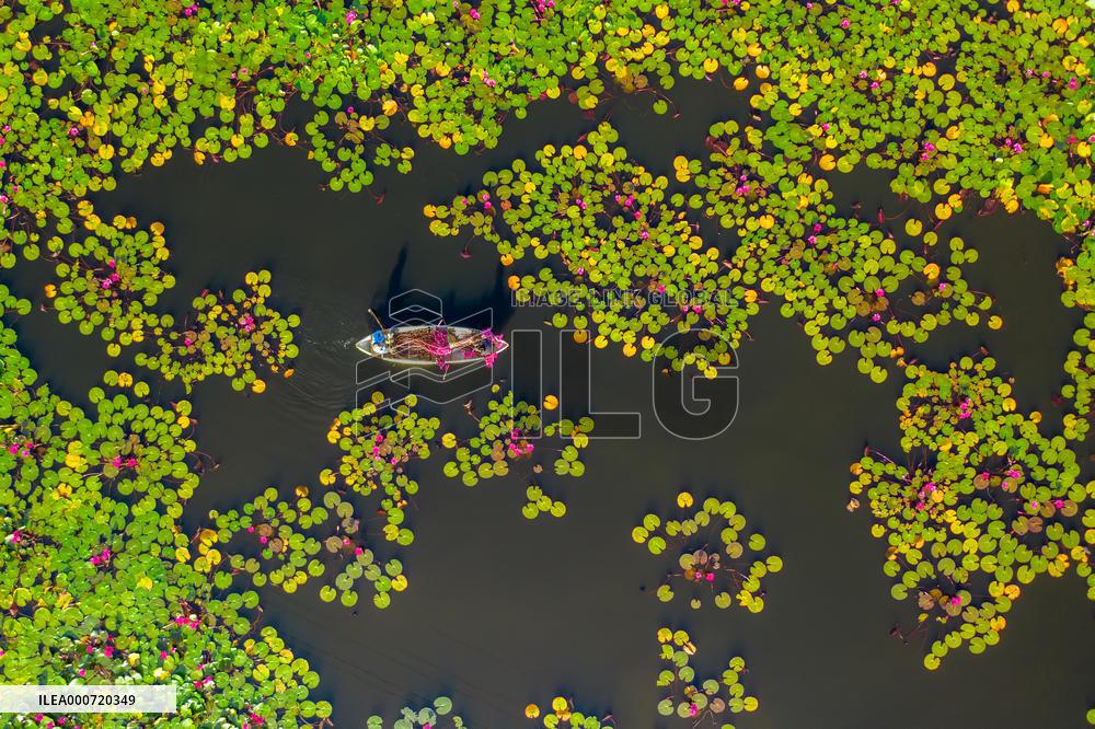 Harvesting Waterlilies - Quang Ngai