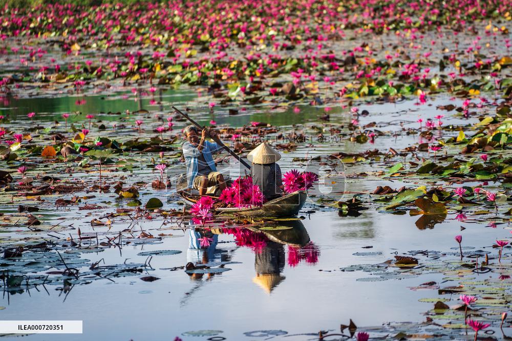 Harvesting Waterlilies - Quang Ngai