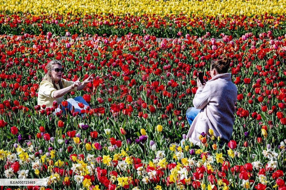 Keukenhof Welcomes Visitors For Tulip Season - Netherlands