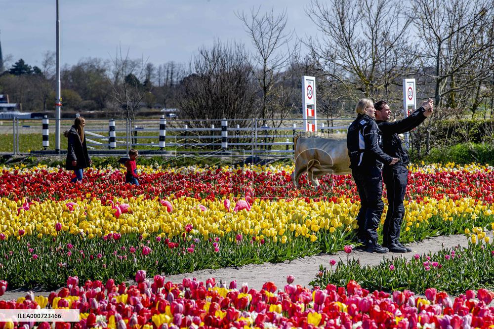 Keukenhof Welcomes Visitors For Tulip Season - Netherlands