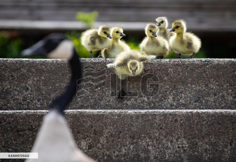 Canada Geese Wandering - Vancouver