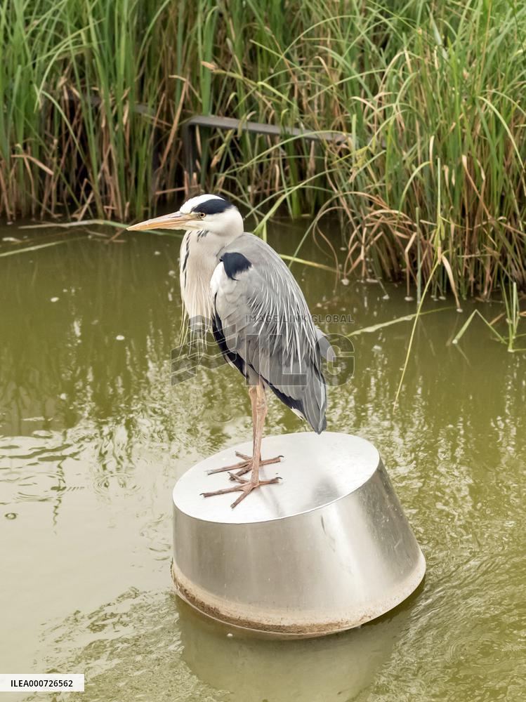 Heron Ash In Charles Trenet Park - Paris